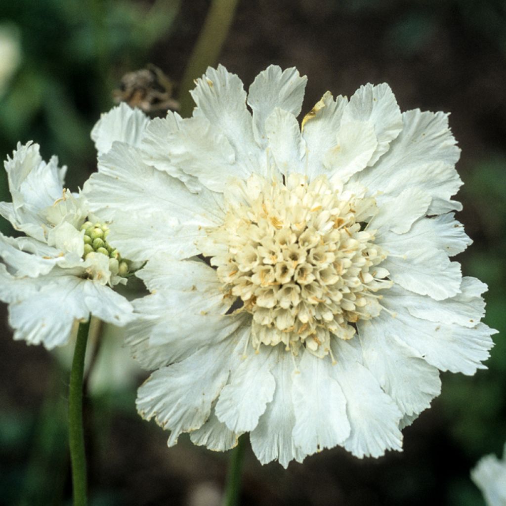 Große Skabiose Alba - Scabiosa caucasica