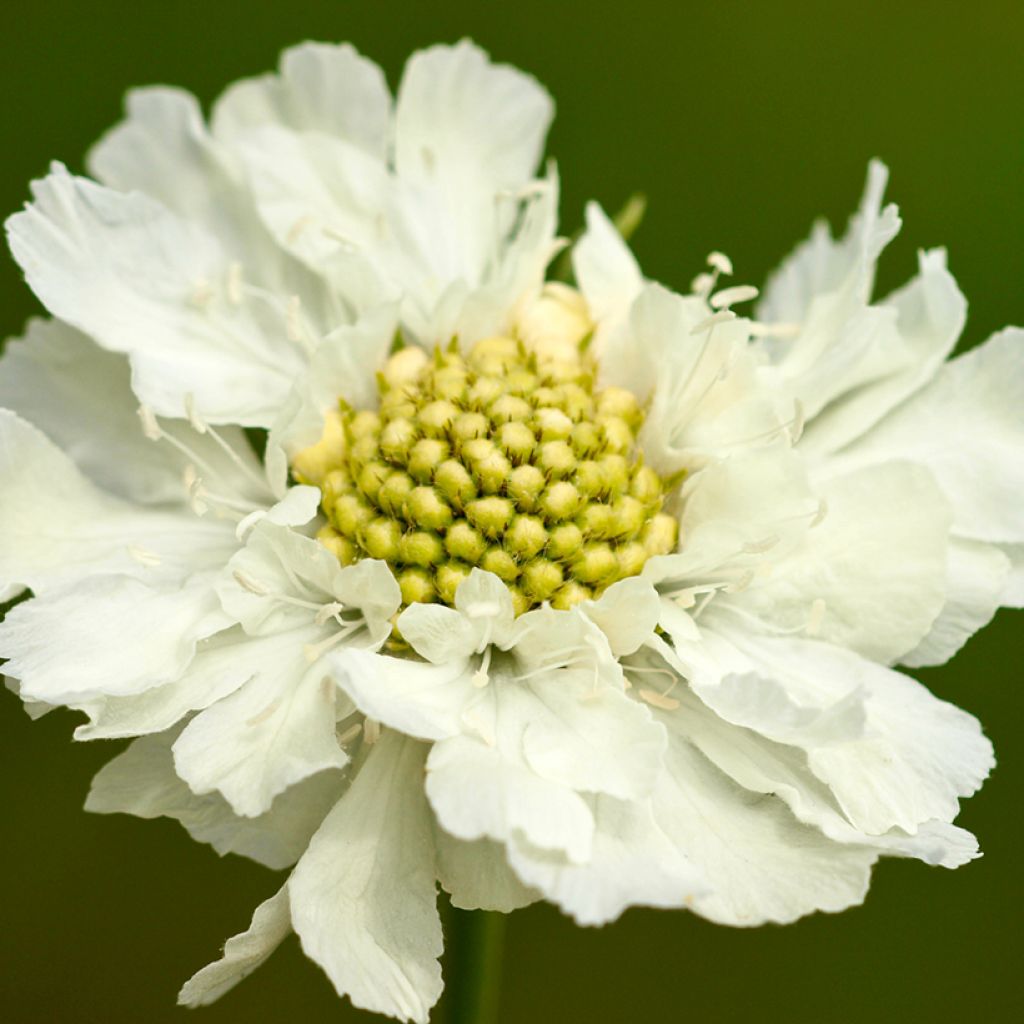 Große Skabiose Alba - Scabiosa caucasica