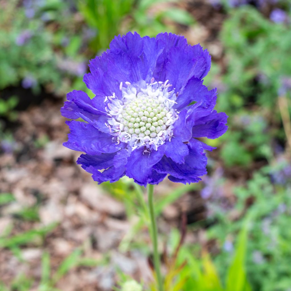 Große Skabiose Fama - Scabiosa caucasica