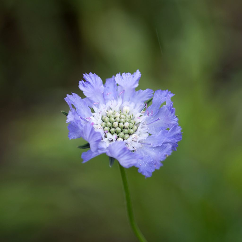 Große Skabiose Perfecta - Scabiosa caucasica