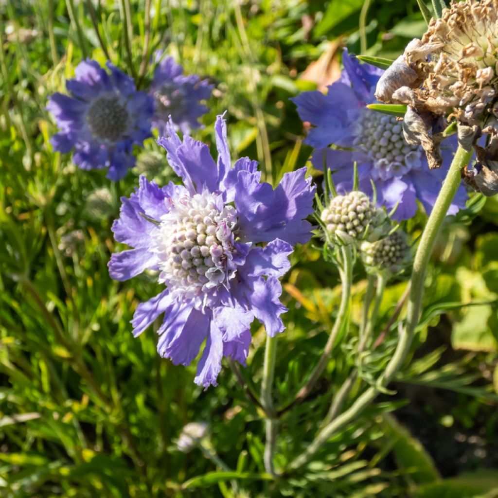 Große Skabiose Perfecta - Scabiosa caucasica