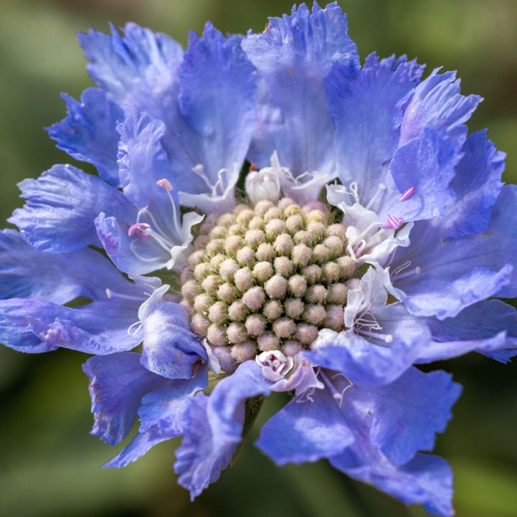 Große Skabiose Perfecta - Scabiosa caucasica