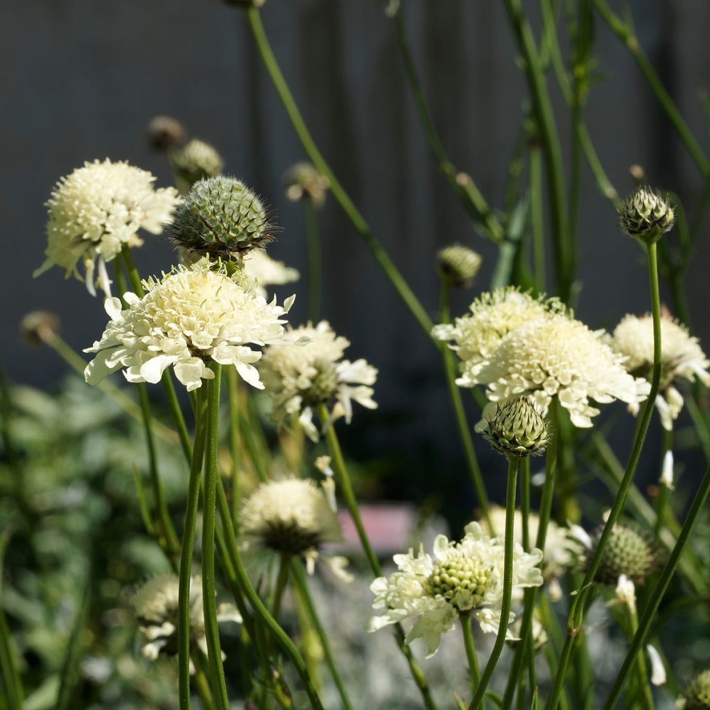 Scabieuse jaune - Scabiosa ochroleuca