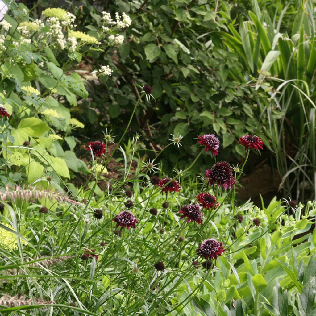 Samt-Skabiose Chile Black - Scabiosa atropurpurea