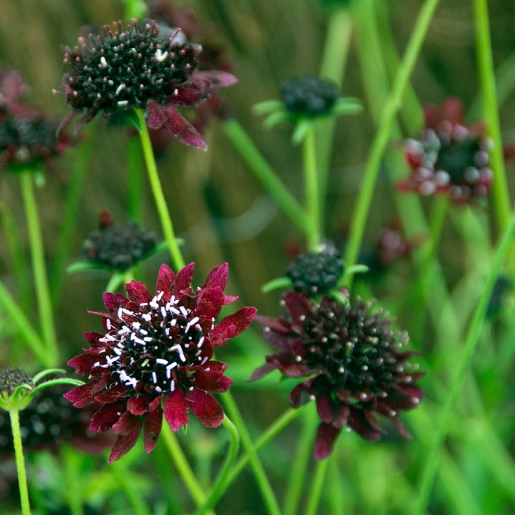 Samt-Skabiose Chile Black - Scabiosa atropurpurea