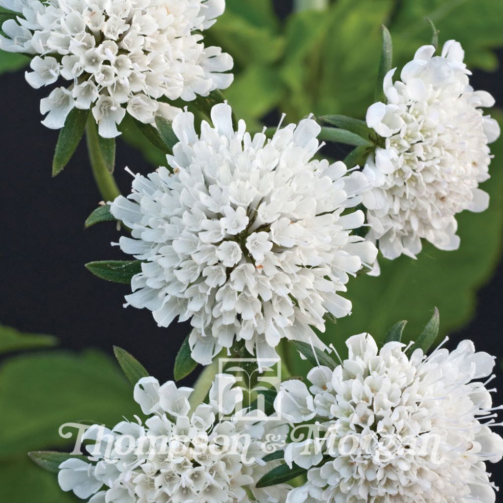 Skabiose Drakensbergensis (Samen) - Scabiosa