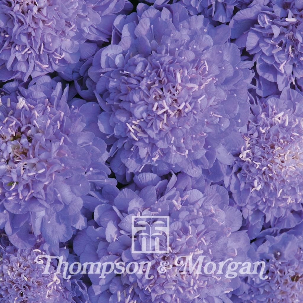 Samt-Skabiose Oxford Blue (Samen) - Scabiosa atropurpurea