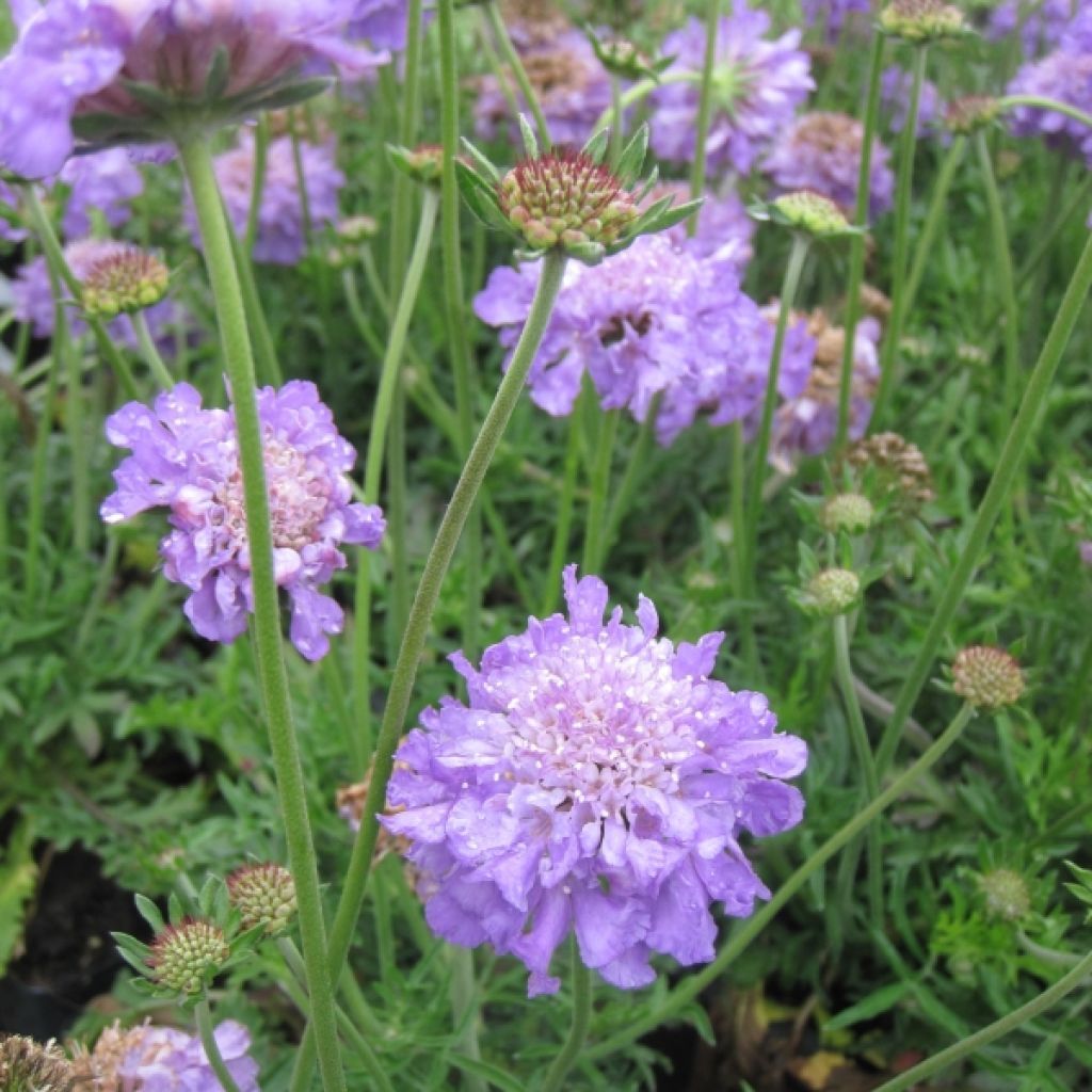 Tauben-Skabiose Butterfly Blue - Scabiosa columbaria