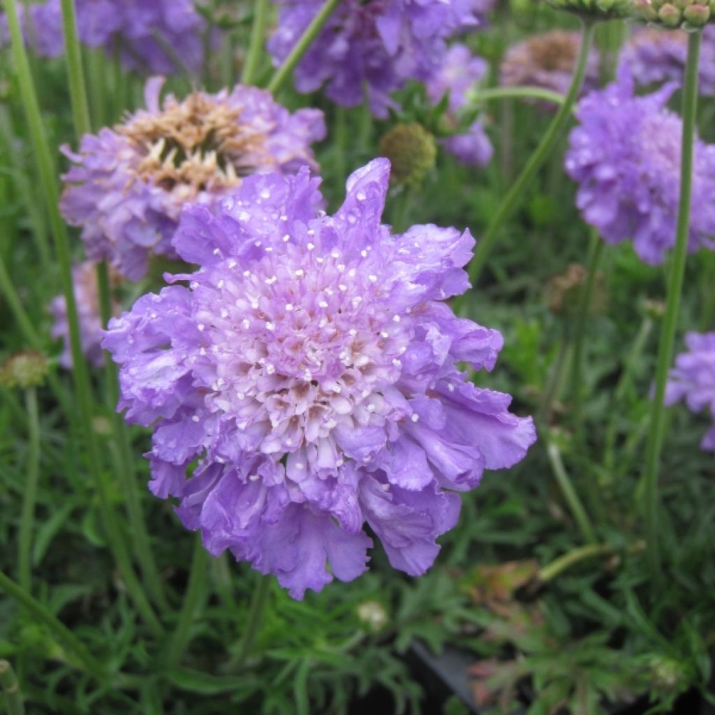 Tauben-Skabiose Butterfly Blue - Scabiosa columbaria