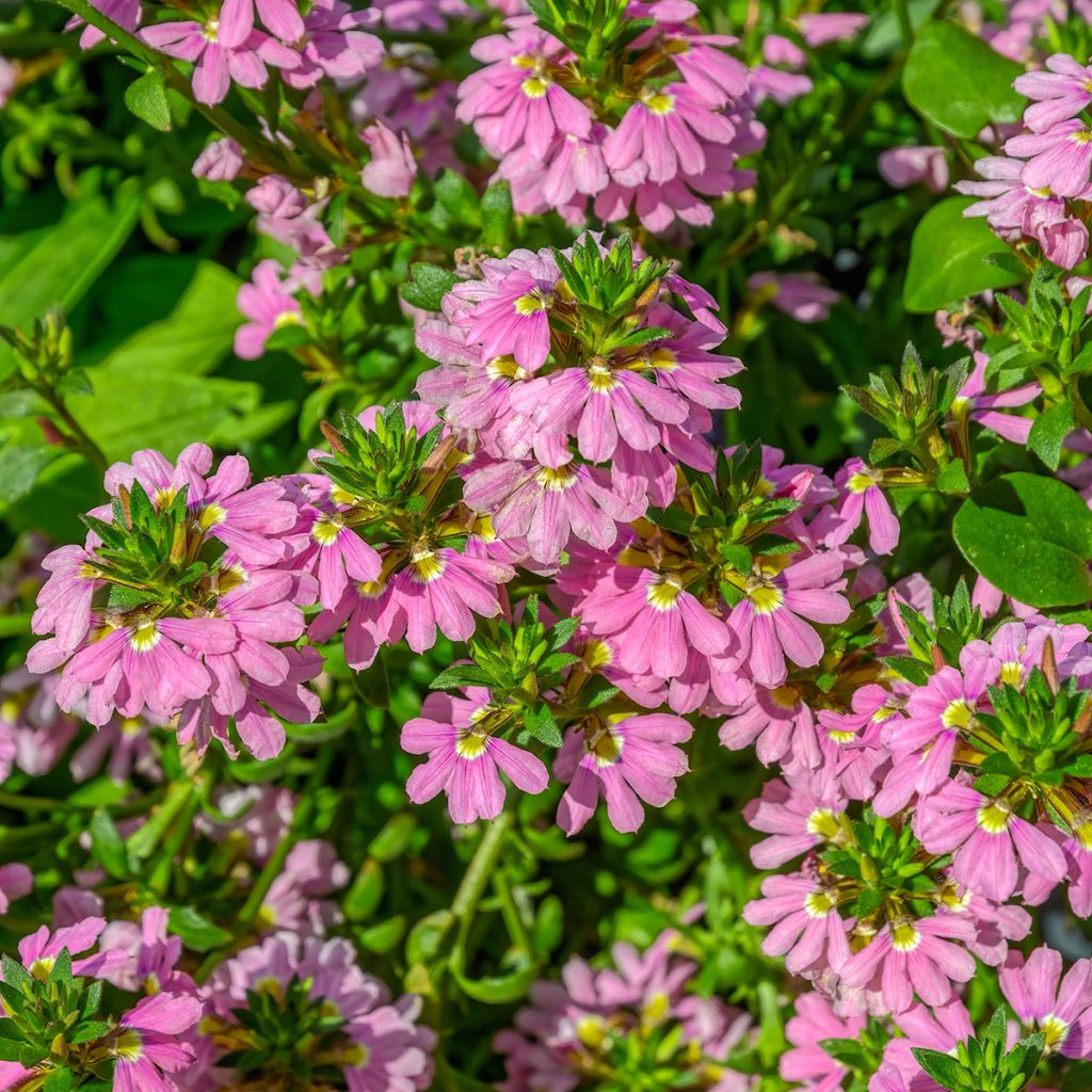 Scaevola aemula Baby Pink Touch - Blaue Fächerblume