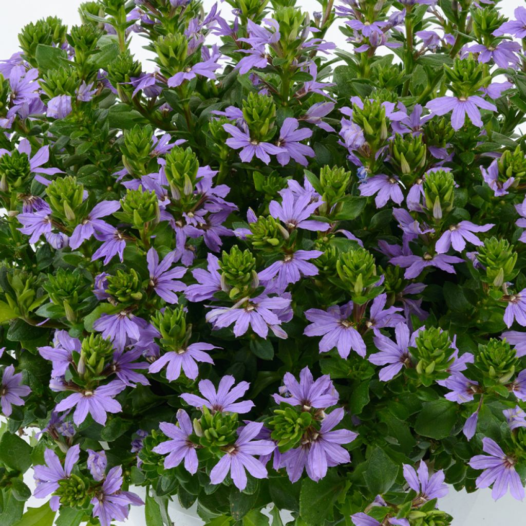 Scaevola aemula Blue Touch - Blaue Fächerblume