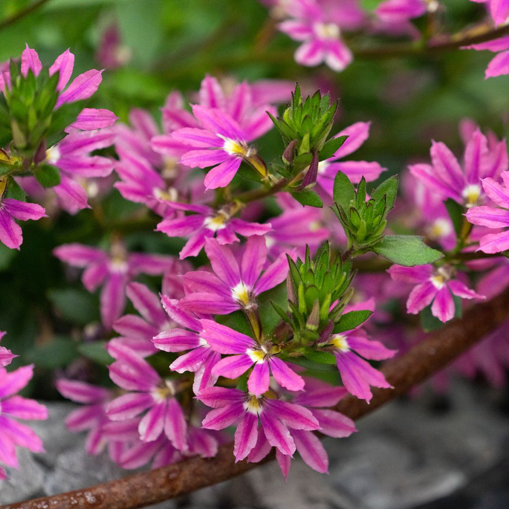 Scaevola aemula Deep Pink Touch - Blaue Fächerblume