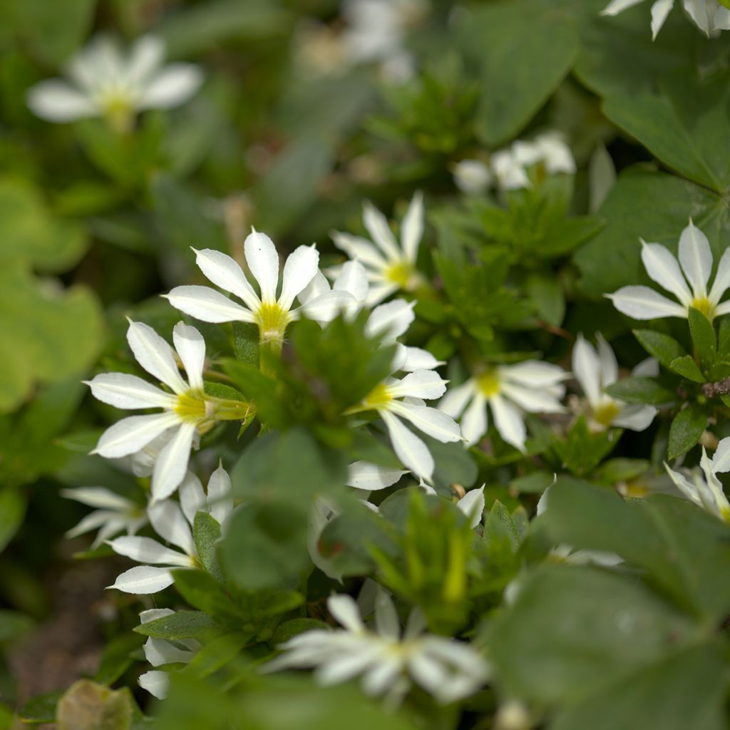 Scaevola aemula Surdiva Blanc - Blaue Fächerblume