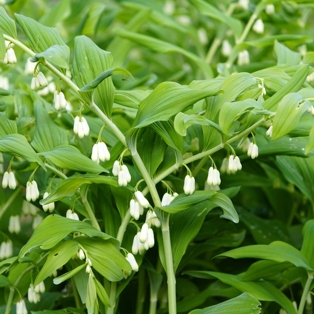 Polygonatum commutatum - Großes Salomonssiegel