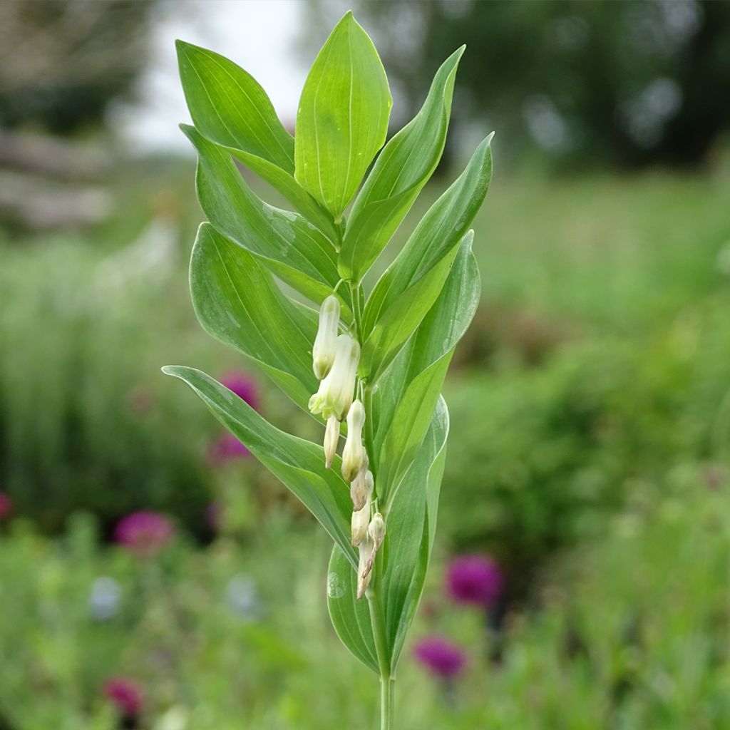 Polygonatum multiflorum - Weißwurz