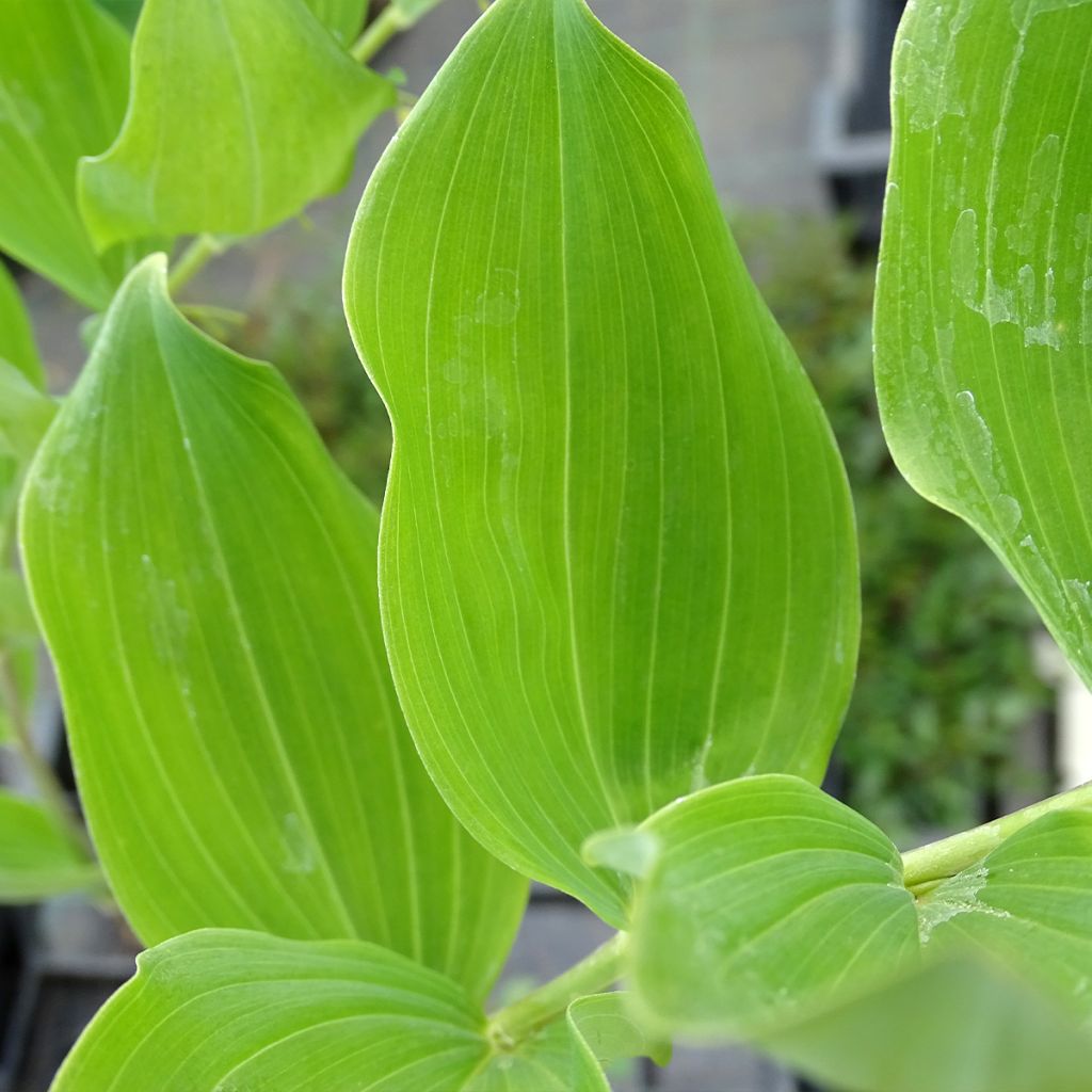 Polygonatum multiflorum - Weißwurz