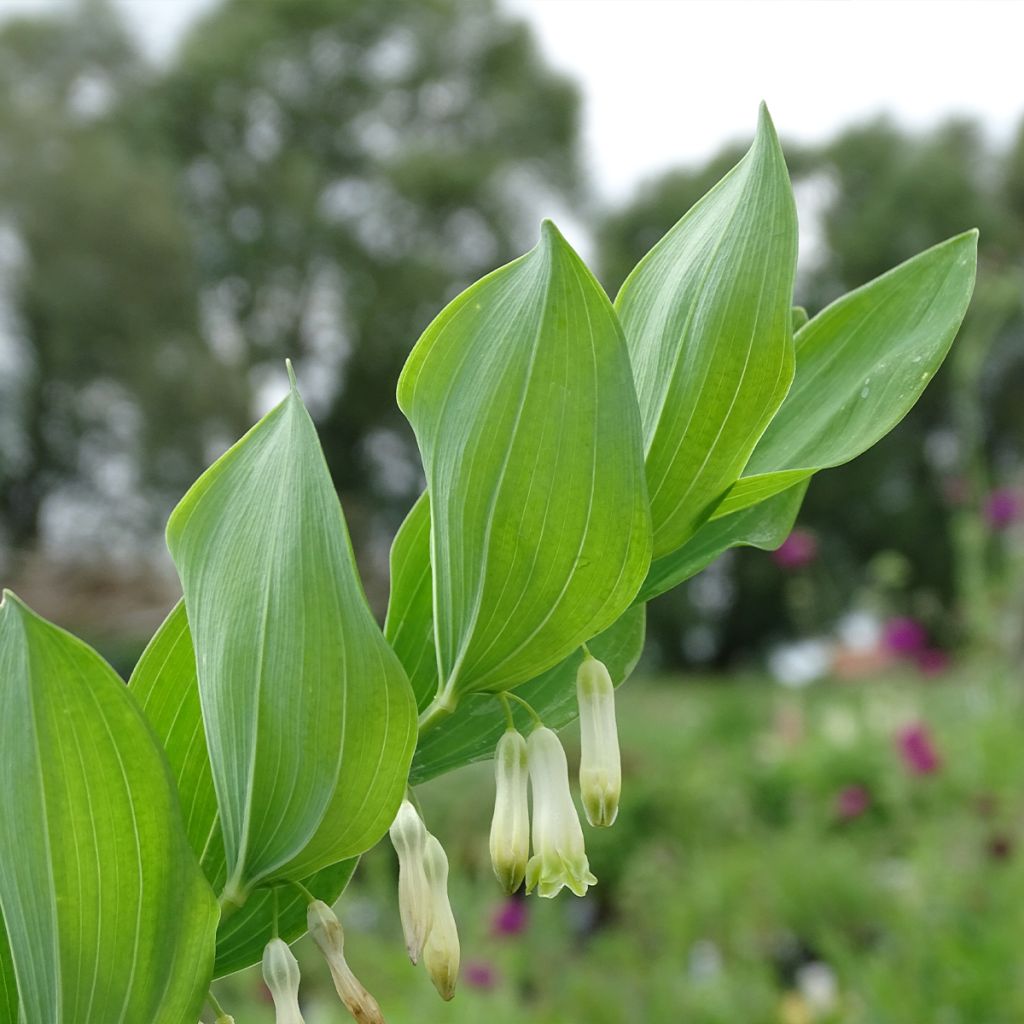 Polygonatum multiflorum - Weißwurz