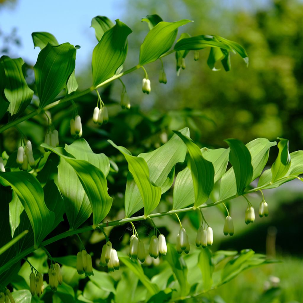 Polygonatum odoratum - Weißwurz