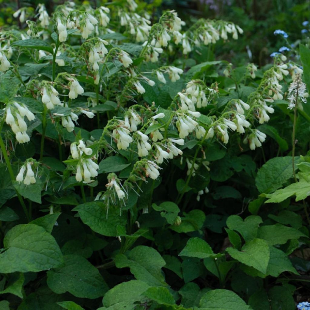 Kleiner Kaukasus-Beinwell - Symphytum grandiflorum