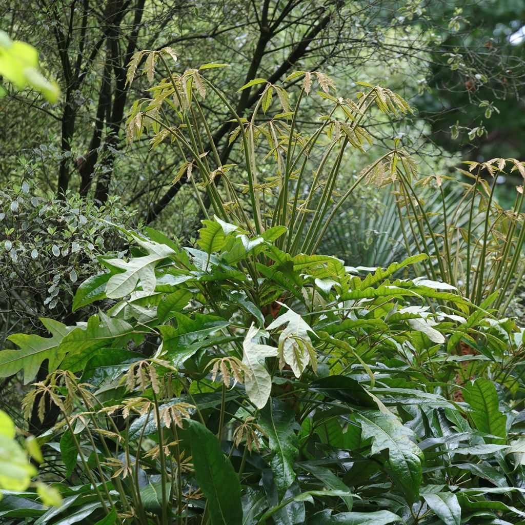 Schefflera delavayi - Delavays Schefflera