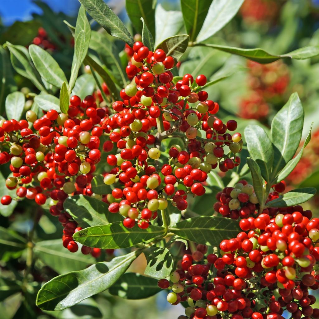 Schinus terebinthifolius - Brasilianische Pfefferbaum