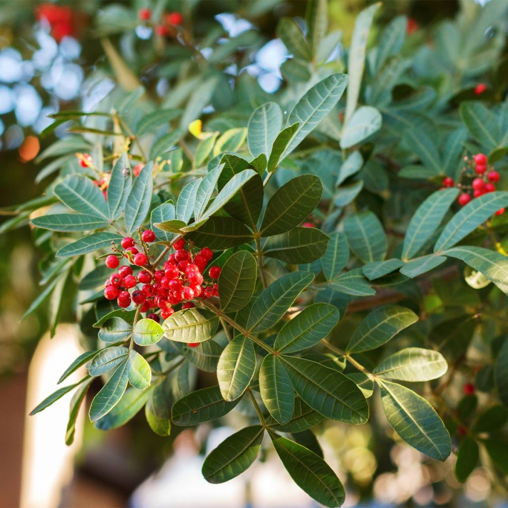 Schinus terebinthifolius - Faux-poivrier, Poivre rose