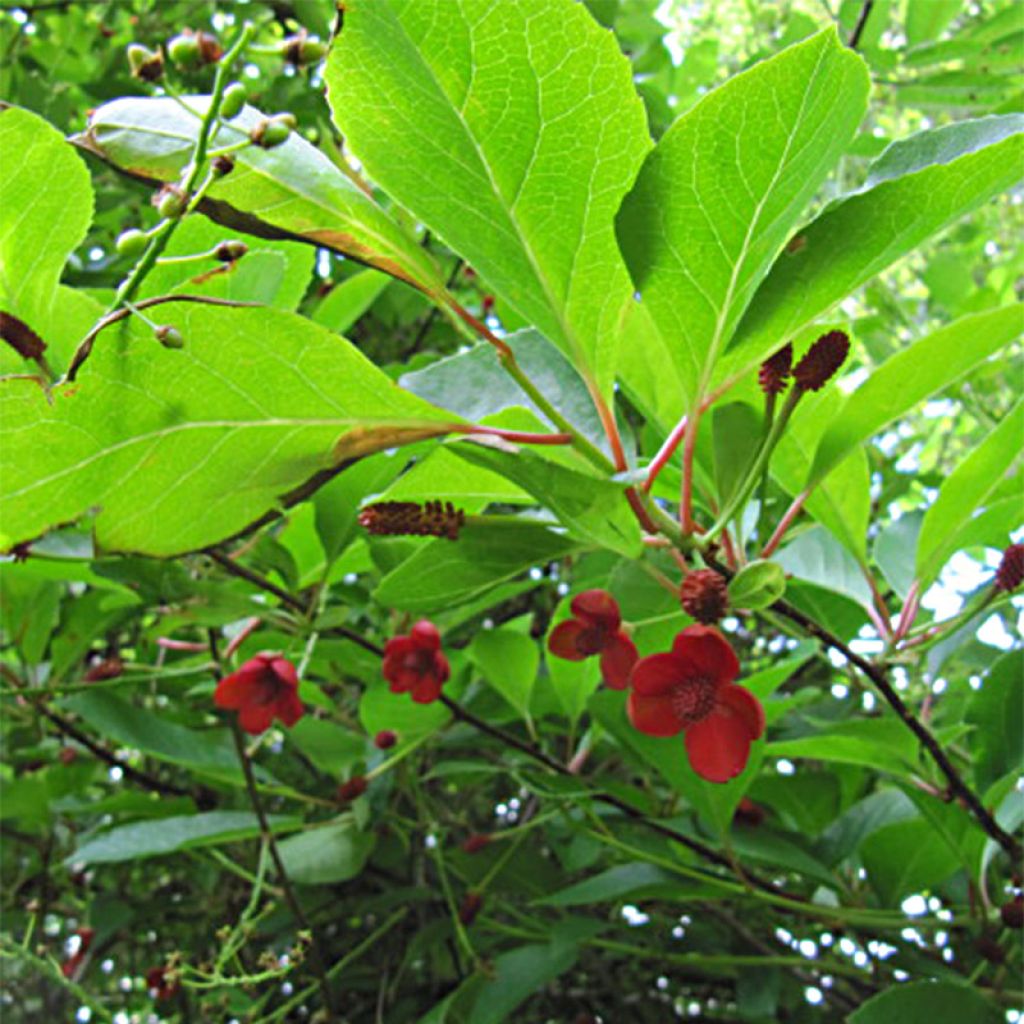 Schisandra chinensis - Chinesisches Spaltkörbchen