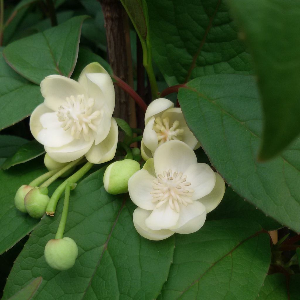 Schisandra grandiflora - Großblütige Spaltkörbchen