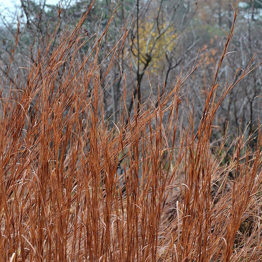 Schizachyrium scoparium Blaze - Blaugraues Präriegras