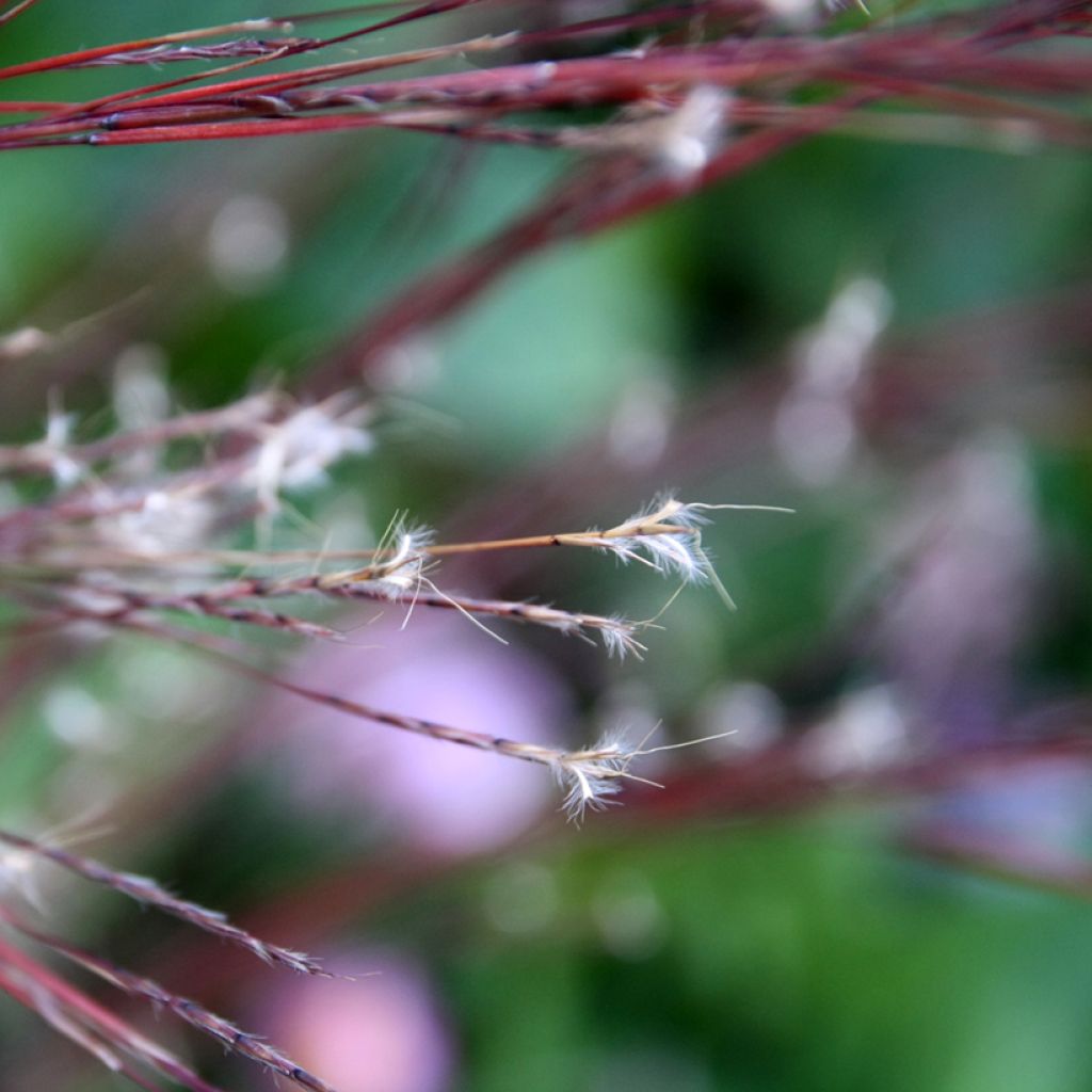 Schizachyrium scoparium Blue Heaven - Blaugraues Präriegras