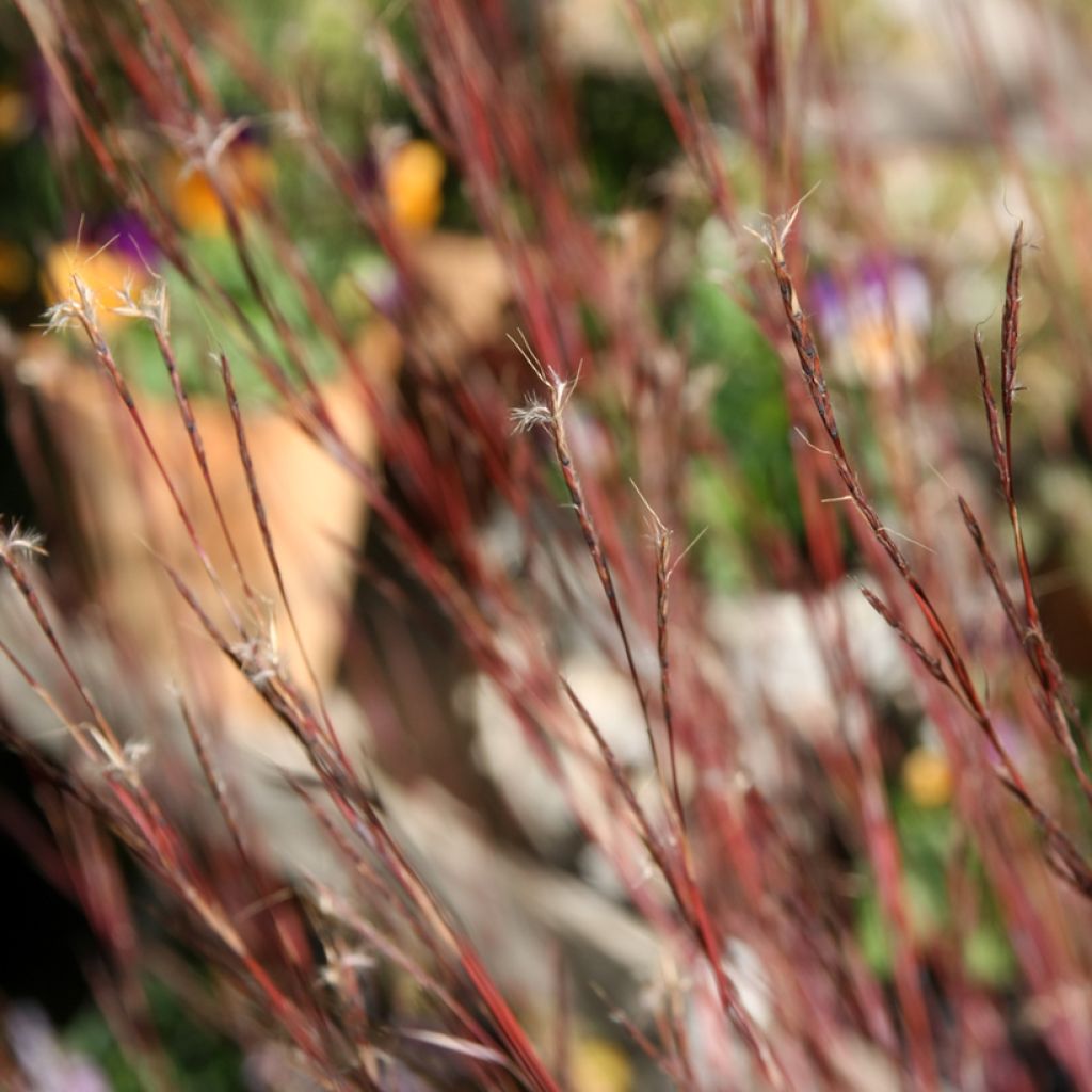 Schizachyrium scoparium Blue Heaven - Blaugraues Präriegras