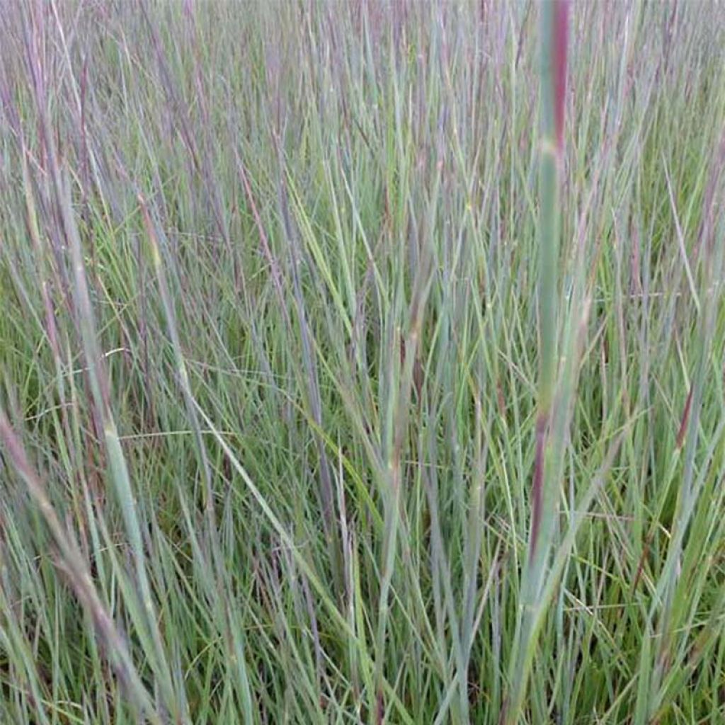 Schizachyrium scoparium Prairie Blues - Blaugraues Präriegras