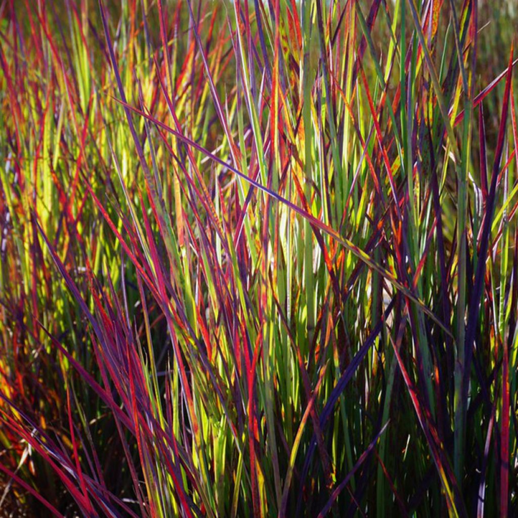 Schizachyrium scoparium Twilight Zone - Blaugraues Präriegras