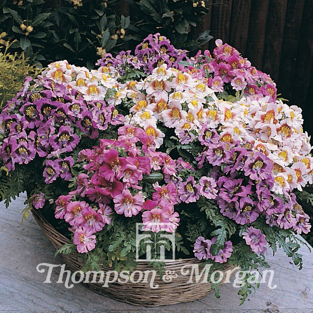 Schizanthus hybridus Dwarf Bouquet Mixed (Samen) - Spaltblume