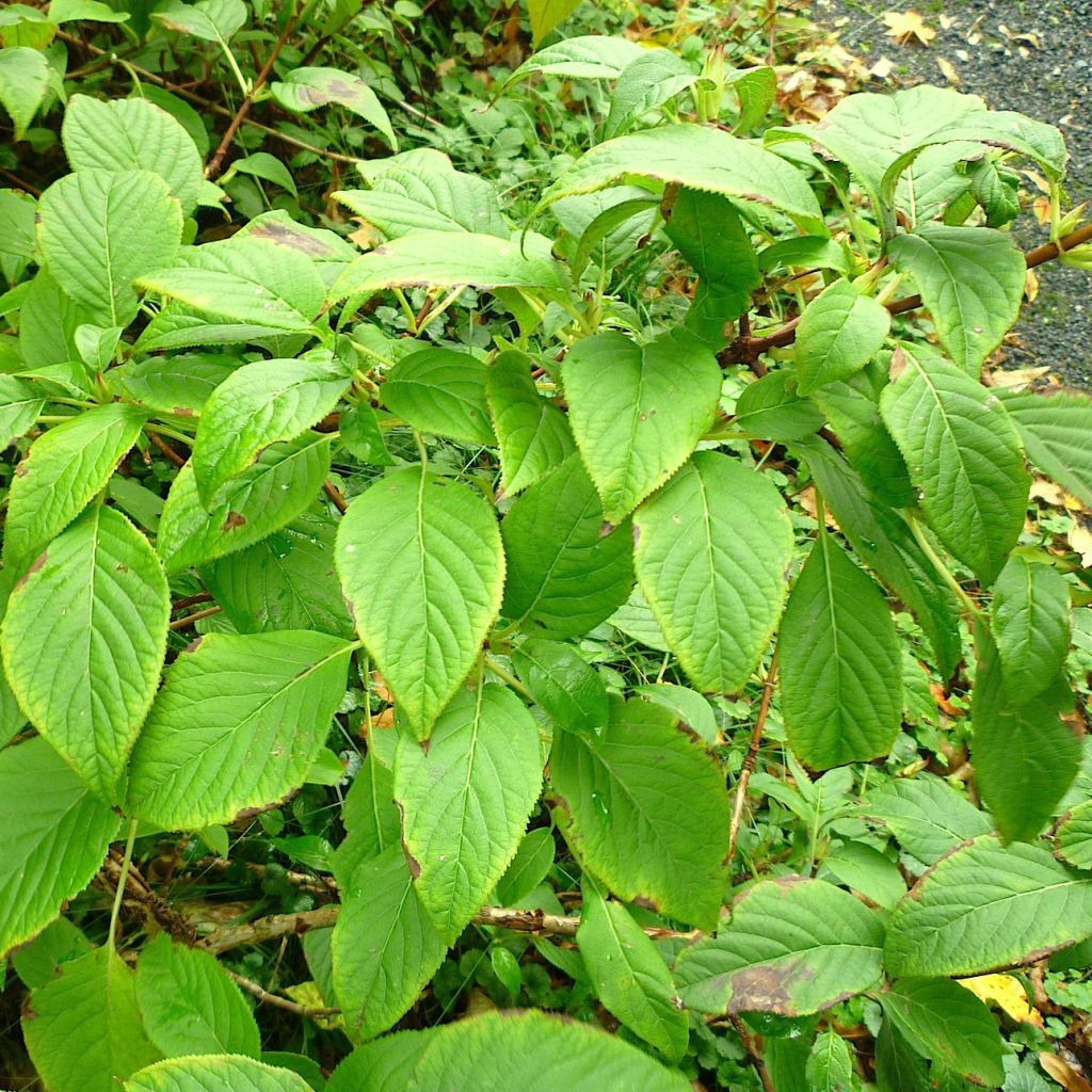 Schizophragma corylifolium