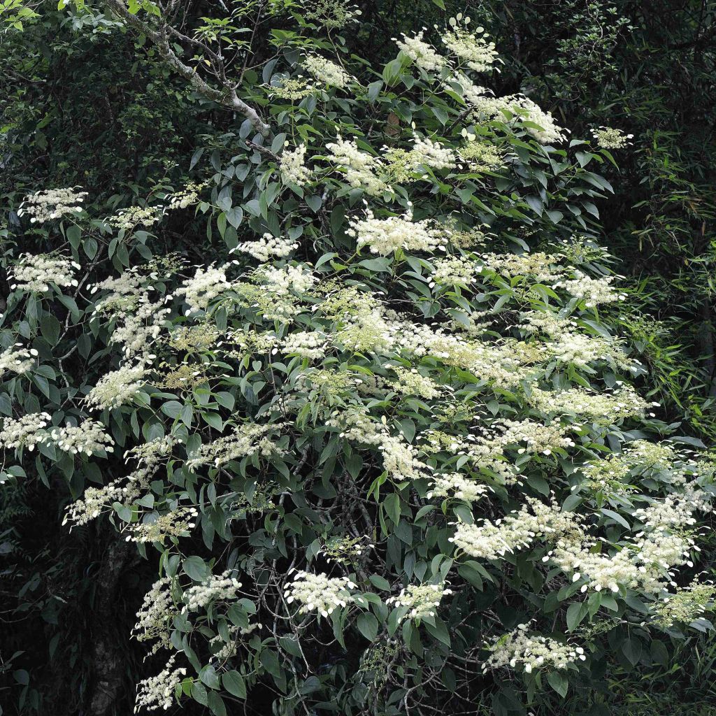 Schizophragma fauriei - Spalthortensie