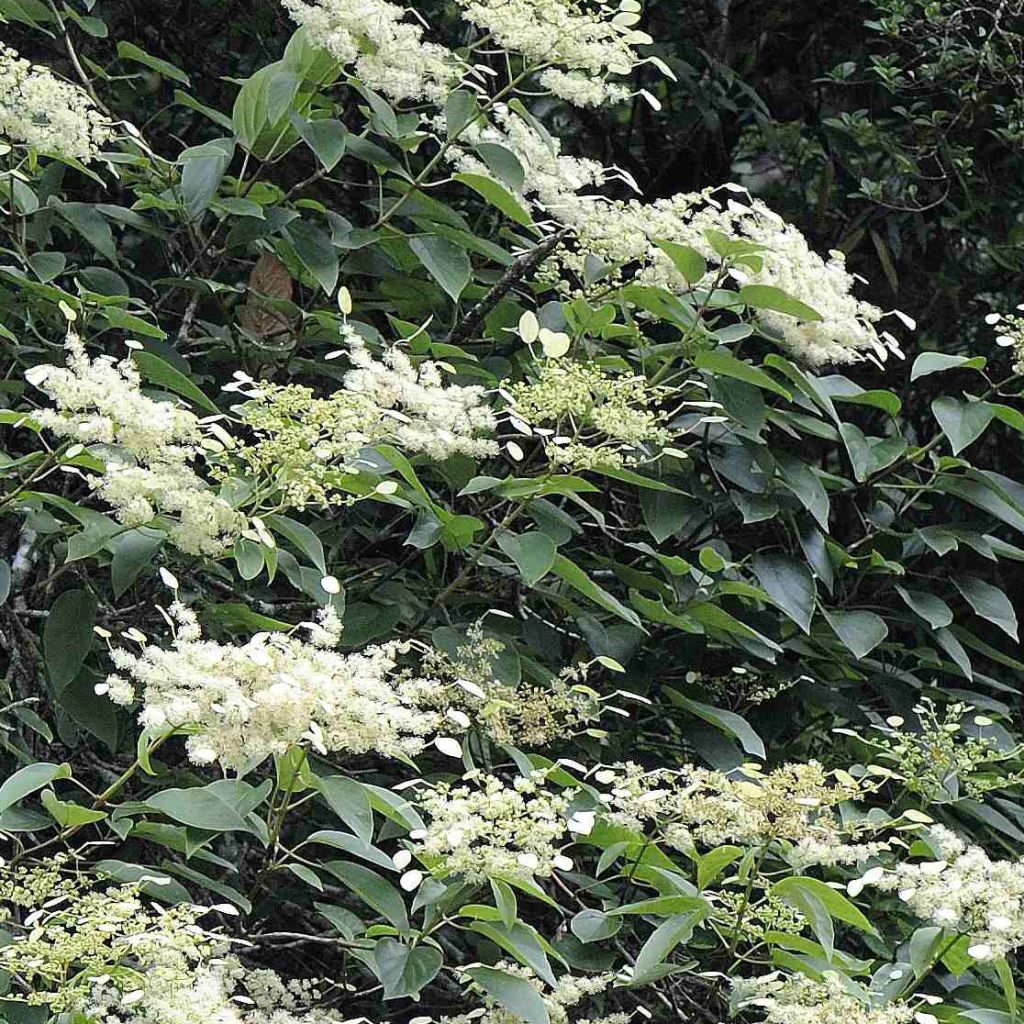 Schizophragma fauriei - Schizophragma de Faurie