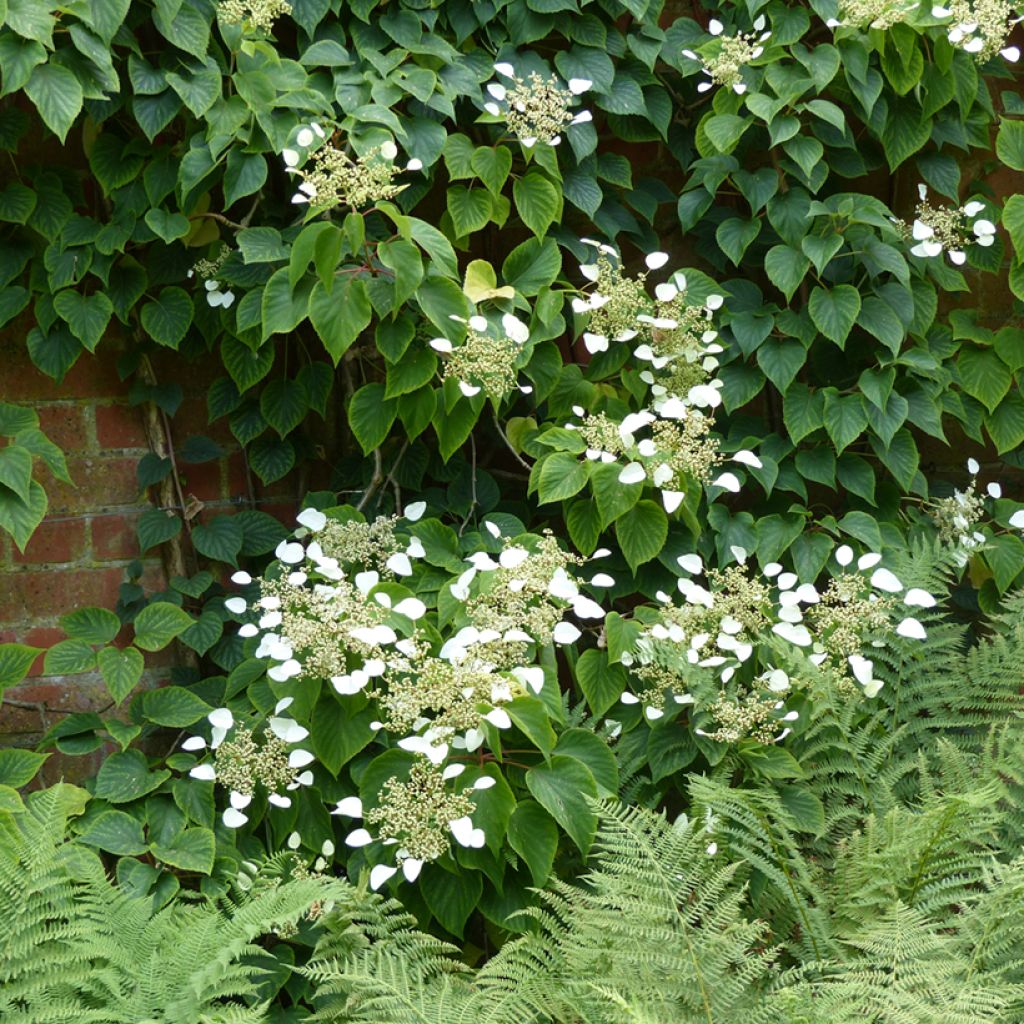 Schizophragma hydrangeoides - Spalthortensie