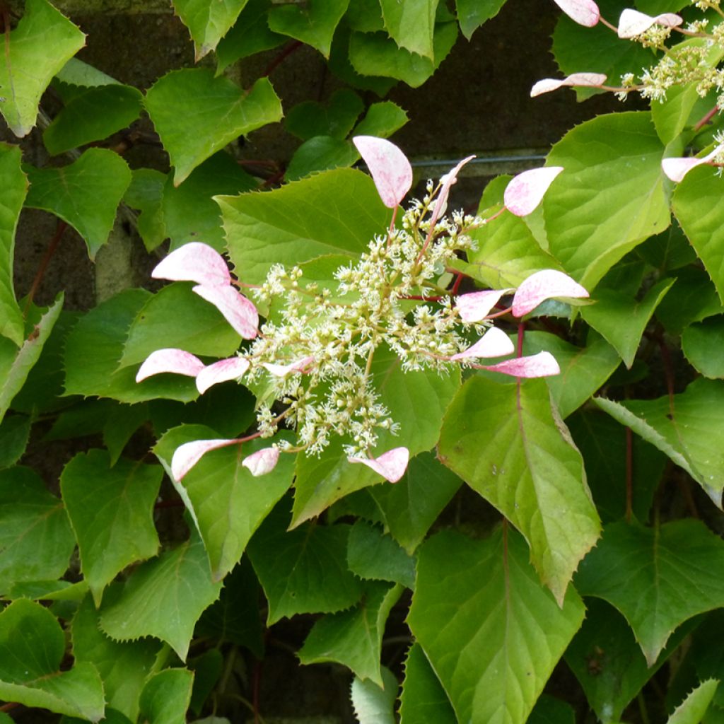 Schizophragma hydrangeoides - Spalthortensie