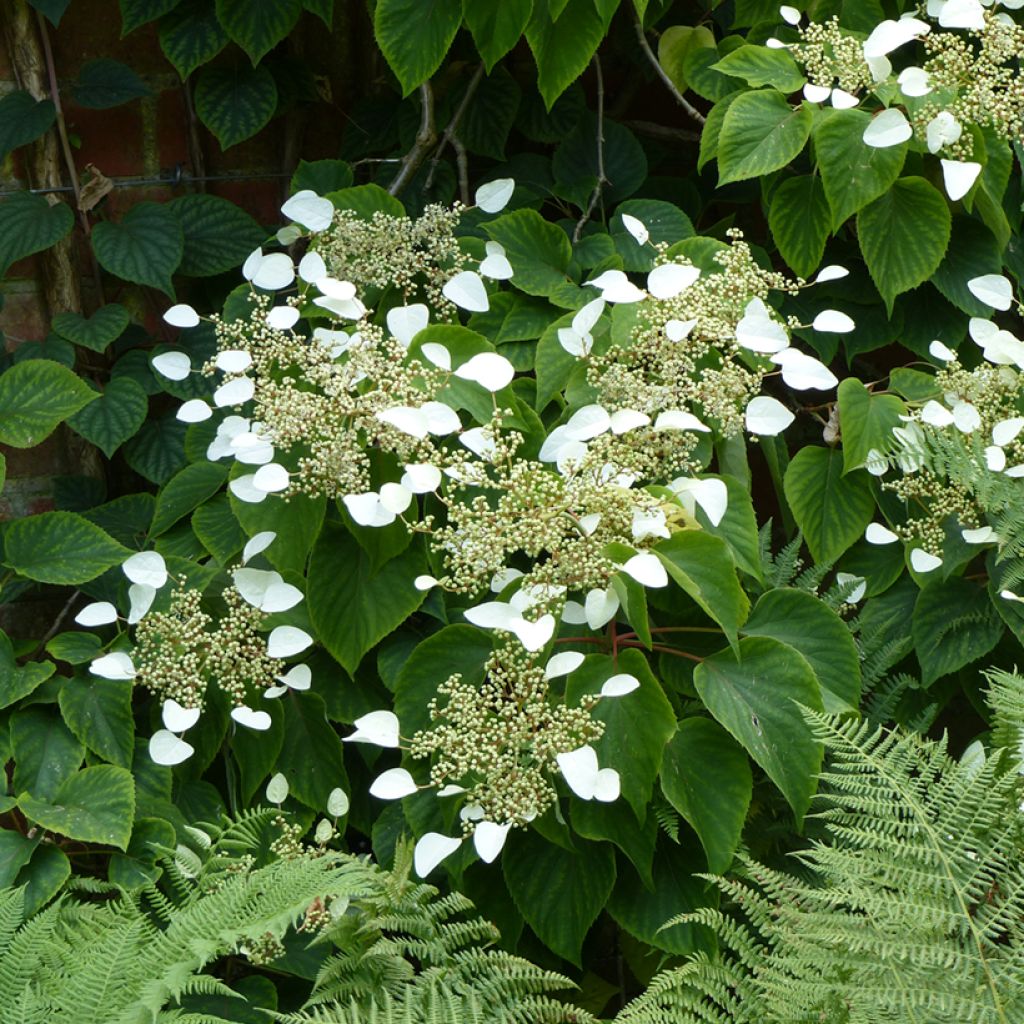 Schizophragma hydrangeoides - Spalthortensie