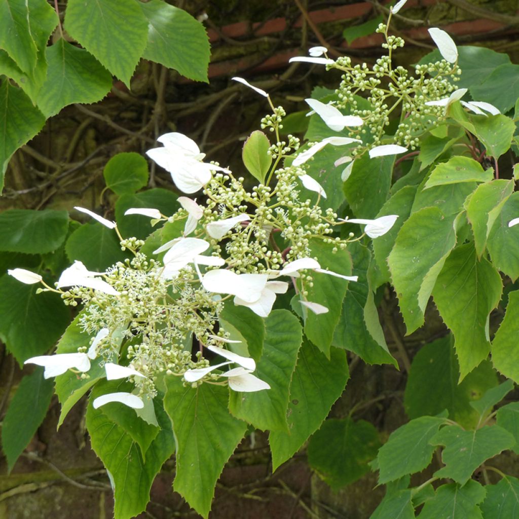 Schizophragma hydrangeoides - Spalthortensie