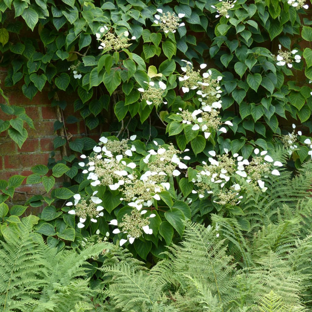 Schizophragma hydrangeoides - Spalthortensie