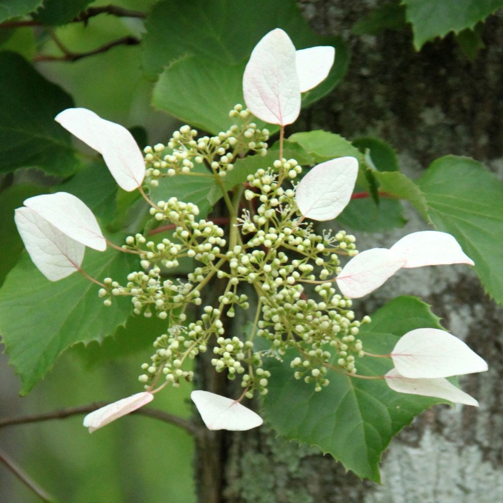 Schizophragma hydrangeoides Red Rhapsody MonLaBaHe - Spalthortensie