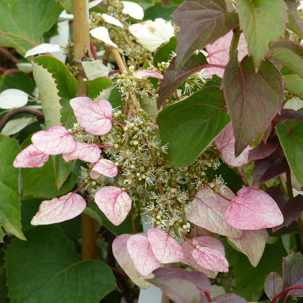 Schizophragma hydrangeoides Rose Sensation - Spalthortensie