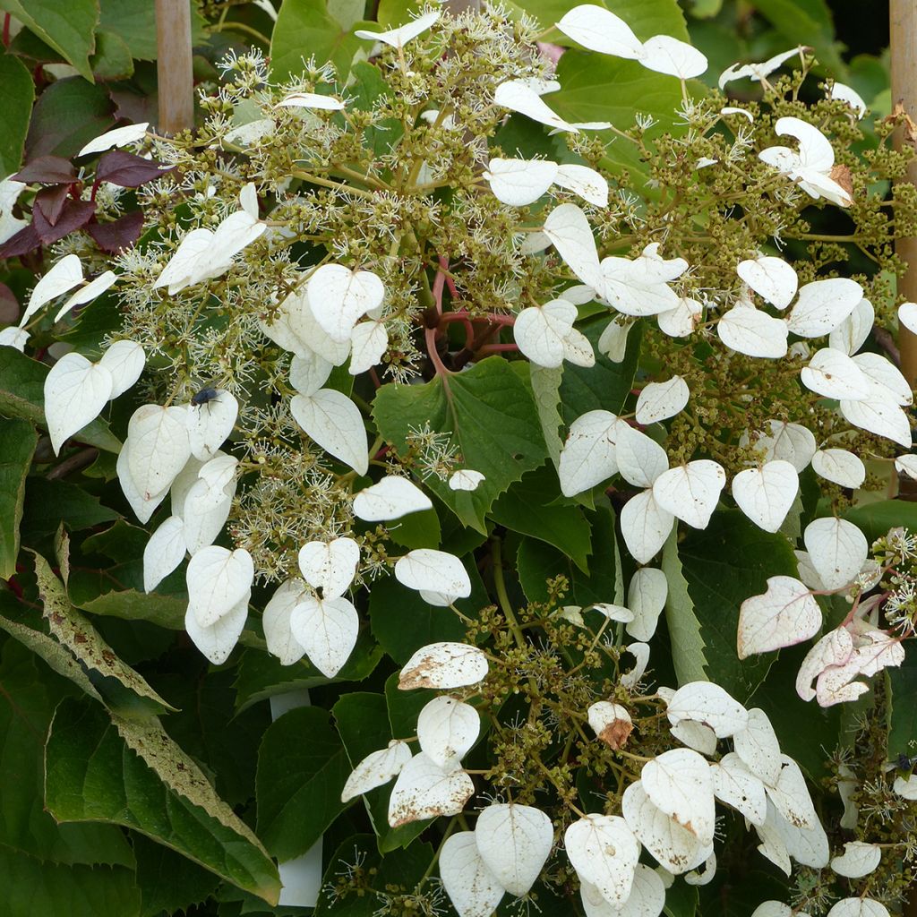 Schizophragma hydrangeoides Rose Sensation - Spalthortensie