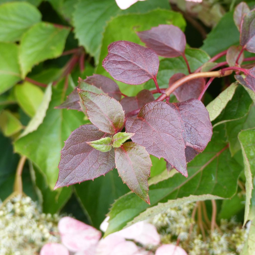 Schizophragma hydrangeoides Rose Sensation - Spalthortensie