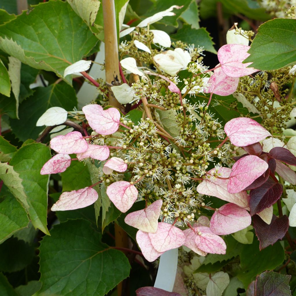 Schizophragma hydrangeoides Rose Sensation - Spalthortensie