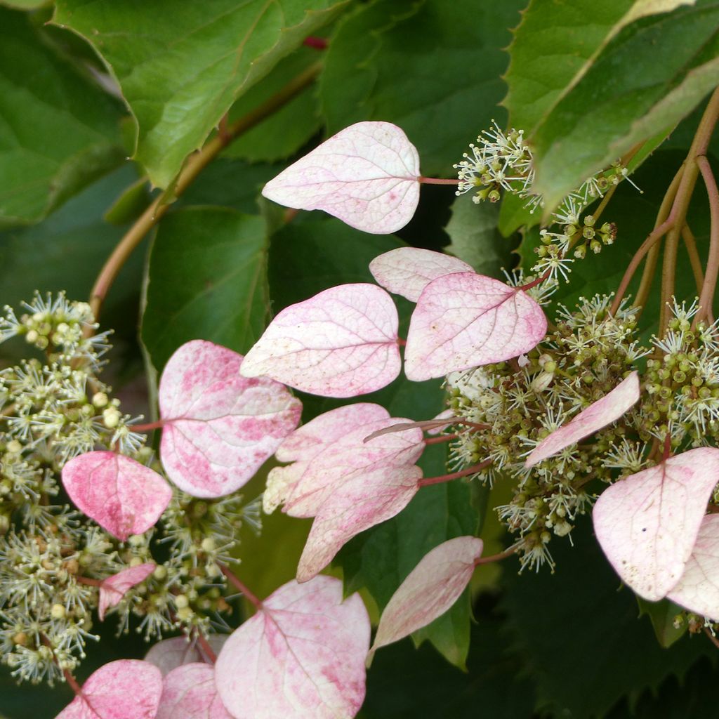 Schizophragma hydrangeoides Rose Sensation - Spalthortensie