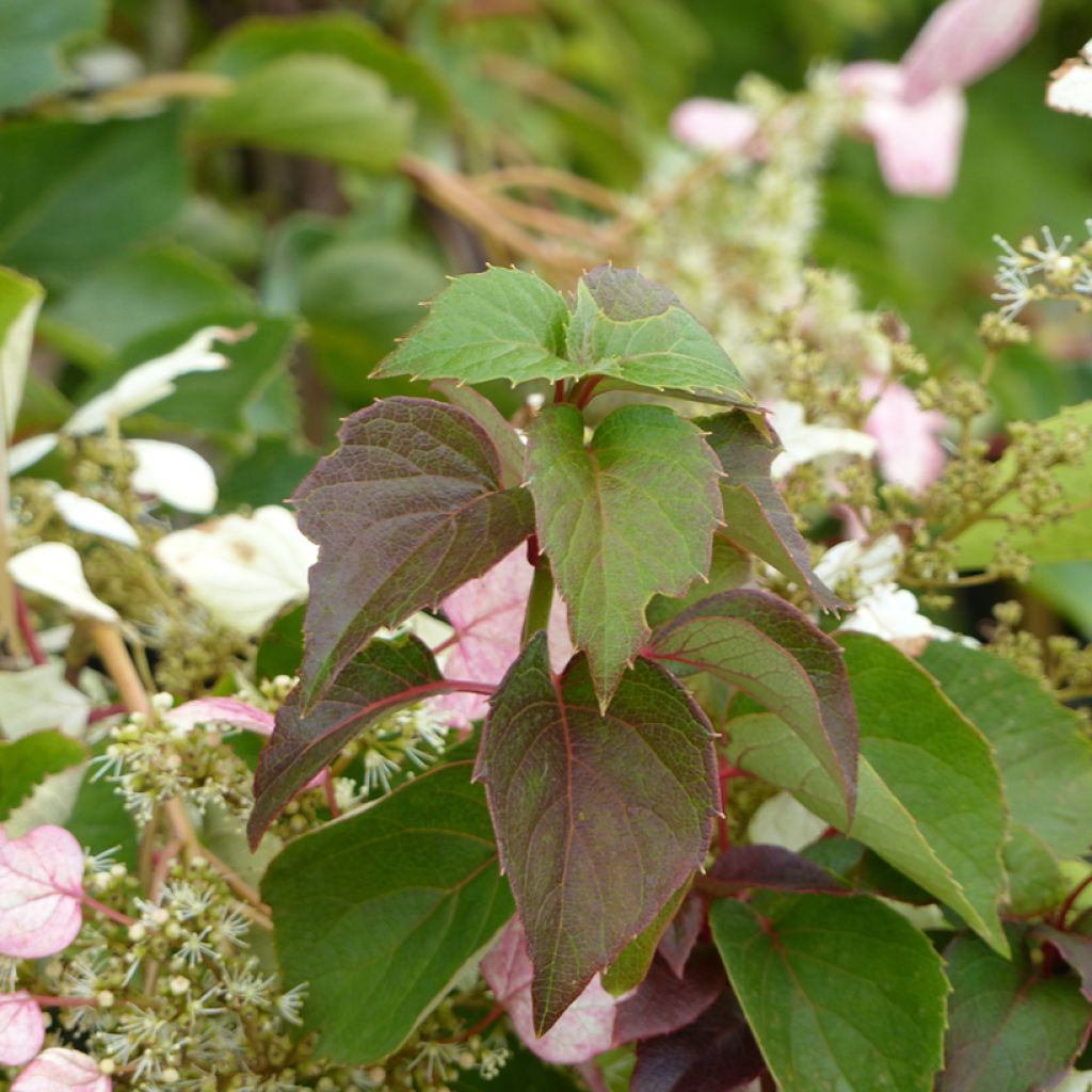 Schizophragma hydrangeoides Rose Sensation - Spalthortensie