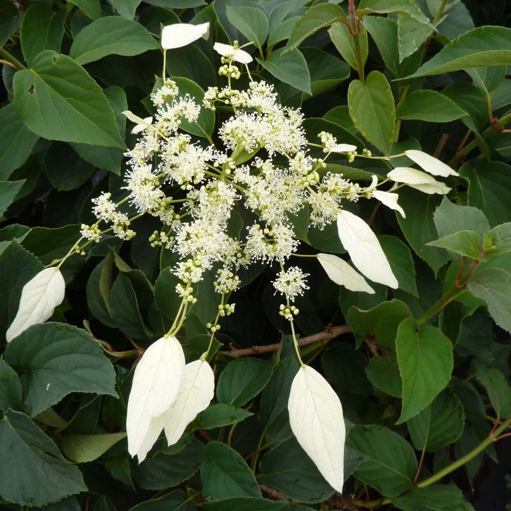 Schizophragma hydrangeoides Windmills - Spalthortensie